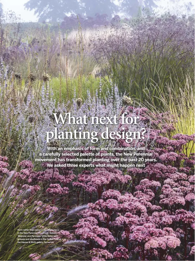  ??  ?? Form rather than colour is the driving force in the New Perennial movement. Sedum ‘Matrona’ and Perovskia ‘Little Spire’ with grasses and seedheads in the Oudolf Field at the Hauser &amp; Wirth gallery, Somerset.