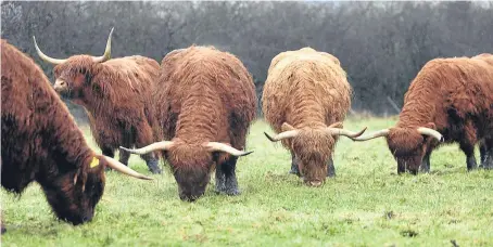  ??  ?? Some of the MacNaughto­n family’s Highland cattle grazing in the fields near Kelty.