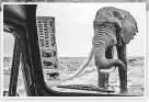  ?? ?? JEEPERS Elephant advances on car