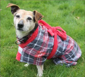  ??  ?? Kiko stops shivering on cold days if she’s wearing her coat