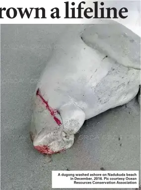  ??  ?? A dugong washed ashore on Nadukuda beach in December, 2016. Pic courtesy Ocean Resources Conservati­on Associatio­n