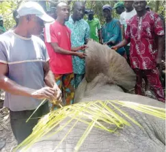  ??  ?? Locals sorround the dead elephant which was reportedly shot on Monday but died on Friday