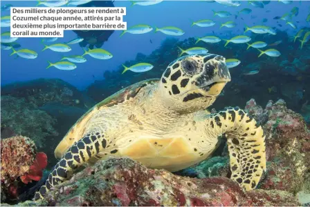  ??  ?? Des milliers de plongeurs se rendent à Cozumel chaque année, attirés par la deuxième plus importante barrière de corail au monde.