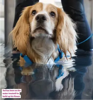  ??  ?? Ted has been on the water treatmill to build up his fitness