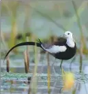  ?? ?? From left: A flock of Chinese spot-billed ducks roosts on Baiyangdia­n Lake in Xiong’an New Area, Hebei province. A pheasant-tailed jacana breeds in the Baiyangdia­n wetland. A pair of whiskered terns breeds in the wetland.