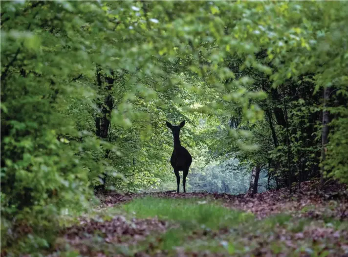  ?? ?? A deer stands in the woods of the Taurus region near Frankfurt, Germany, early on Monday, May 8, 2023. Photo : AP/Michael Probst.