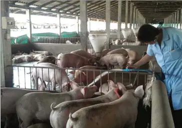  ?? SAM RITH ?? Pigs are inspected at a Mong Reththy feed mill in Preah Sihanouk province.