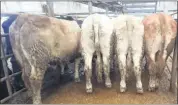  ?? ?? These 682kg Continenta­ls made €1,860 at Corrin Mart this week.