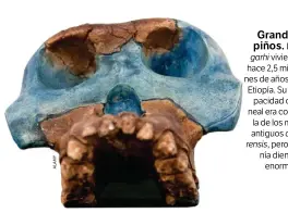  ??  ?? Grandes piños. Los garhi vivieron hace 2,5 millones de años en Etiopía. Su capacidad craneal era como la de los más antiguos afarensis, pero tenía dientes enormes.