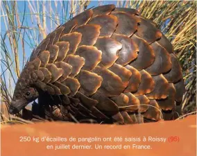 ??  ?? 250 kg d’écailles de pangolin ont été saisis à Roissy en juillet dernier. Un record en France. (95)