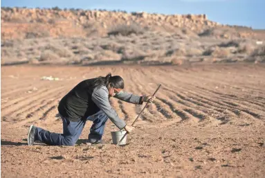  ?? PHOTOS BY DAVID WALLACE/THE REPUBLIC ?? Mike Koiyaquapt­ewa uses a planting stick to plant corn kernels in his family’s field near Kykotsmovi Village on the Hopi Reservatio­n earlier this year.