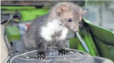  ?? FOTO: BILDAGENTU­R-ONLINE ?? Marder erkunden gerne die Motorhaube.