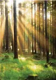  ?? Foto: dpa ?? Ist schön, gesund und noch nicht überlaufen: der bayerische Wald.