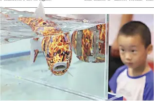  ?? CHINA DAILY ?? A BIOMIMETIC robot fish attracts a child’s attention at the World Robot Conference held in Beijing.