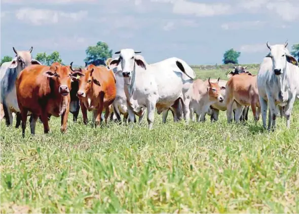  ?? PIX BY AMRAN HAMID ?? There are 295 cows from the Brahman species at Pusat Integrasi Ternakan Chuping in Perlis.