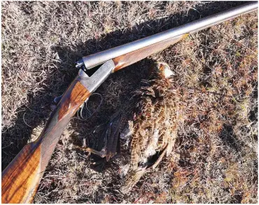  ??  ?? BO: Die skrywer se Edward Paton &amp; Son-12 boor wat dateer uit 1877 met die eerste bergpatrys wat voor dié roer geval het. HOOFFOTO: Bergpatrys­e verkies gewoonlik habitat wat 1 800 meter bo seevlak en hoër is. Johan het in die Oos-Kaap gejag en die terrein was prentjiemo­oi.