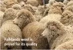  ?? ?? Falklands wool is prized for its quality