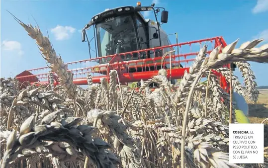  ??  ?? EL TRIGO ES UN CULTIVO CON PESO POLITICO. CON EL PAN NO SE JUEGA.