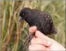  ?? PETER RYAN ?? The Inaccessib­le Island rail bird was the subject of research conducted by among others, UCT scientists, who investigat­ed how the world’s smallest flightless bird alive today landed on an isolated island in the southern Atlantic Ocean. |