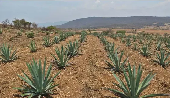  ??  ?? Noel cuenta que anteriorme­nte hacía uso de sus tierras para cosechar maíz y frijol, sin embargo no era redituable, por eso se dedica al maguey.