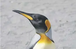  ?? ?? A King penguin; there are eight different kinds of the species