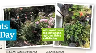  ??  ?? Left, pastel roses and salvias and, right, our living wall display