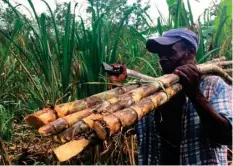  ?? ?? Coupeur de canne haïtien. Photo Nations Unies « organisé » « planifié »
«L’État a laissé prospérer les gangs»,