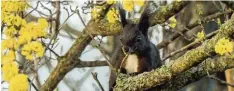  ??  ?? Dieses Eichhörnch­en genießt die Aussicht auf einem Kornellkir­schenbaum. Erich Herrmann aus Leipheim (Kreis Günzburg) hat es zwischen den Blüten entdeckt.