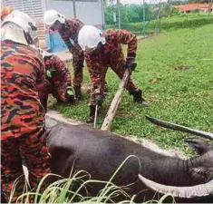  ??  ?? ANGGOTA bomba membantu mengeluark­an kerbau yang tersepit.