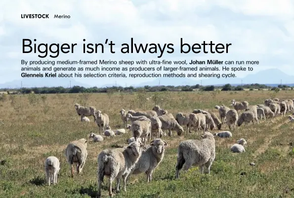  ?? PHOTO: GLENNEIS KRIEL ?? ABOVE:The ewes and lambs graze lucerne and couch grass.