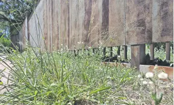  ?? ?? Malezas y abandono en el hogar para mujeres, que está cerrado desde hace varios años.