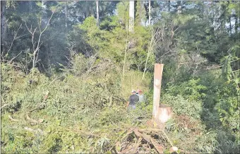  ??  ?? Dos personas trabajan en la zona donde, según los vecinos, desde hace semanas realizan tala de árboles de eucaliptos y especies nativas.