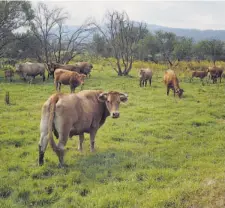  ?? [MERCE ARES] ?? Nas campías previas ás brañas xa hai gando de carne