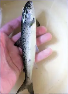  ??  ?? A Salmon smolt in the hand.