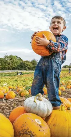  ?? Foto: Jane Barlow, dpa ?? Herbstzeit ist Kürbiszeit. Das Gemüse kann man sogar für einen Burger gebrauchen. Auch lassen sich mit ihm Gnocchi herstellen.