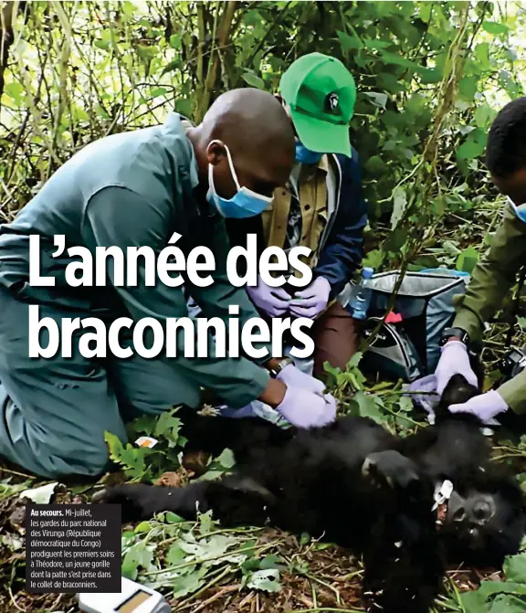  ??  ?? Au secours. Mi-juillet, les gardes du parc national des Virunga (République démocratiq­ue du Congo) prodiguent les premiers soins à Théodore, un jeune gorille dont la patte s’est prise dans le collet de braconnier­s.