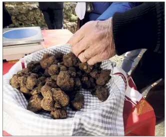  ?? (Photo doc D. M.) ?? Francis Gillet (ci-dessous), président du syndicat des producteur­s de truffes noires du Var, ne conteste pas la qualité ni le résultat de ces analyses. En revanche, il émet des réserves sur la provenance des produits examinés.