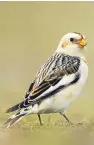  ?? Pictures: Scottish Natural Heritage/getty. ?? Many bird species such as puffins, top, and snow buntings are struggling to adapt to climate change, with numbers dropping. However, other species are thriving.