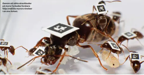  ??  ?? Genom att sätta streckkode­r på myror lyckades forskare följa enskilda myrors rörelser i en stor koloni.