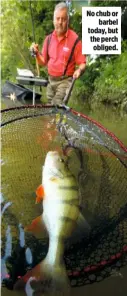  ??  ?? No chub or barbel today, but the perch obliged.