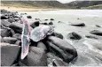 ??  ?? A female True’s beaked whale washed up at Kearvaig Bay, Sutherland, in January