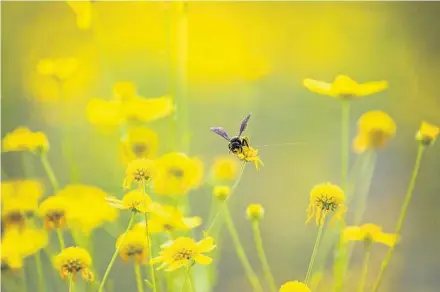  ?? PATRICK CONNOLLY/ORLANDO SENTINEL PHOTOS ?? A honey bee works its pollinator magic on wildflower­s at Shadow Bay Park in Orlando on Oct. 6.