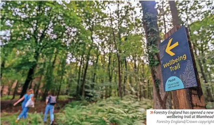  ?? ?? 6Forestry England has opened a new
wellbeing trail at Mamhead Forestry England/Crown copyright