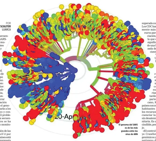  ??  ?? El genoma del SARS es de los más grandes entre los virus de ARN