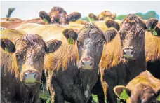  ?? ?? Converting grazing land to arable is ‘unsustaina­ble’.