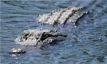  ?? Photograph: Jasen Vinlove/USA Today Sports ?? An alligator swims in a pond off of the 8th hole during the Honda Classic golf tournament, in Palm Beach in March.