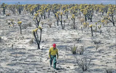  ?? Irfan Khan Los Angeles Times ?? J.T. SOHR, a fire captain in the Mojave National Preserve, treads the ashy landscape of a Joshua tree forest burned in the Dome fire.