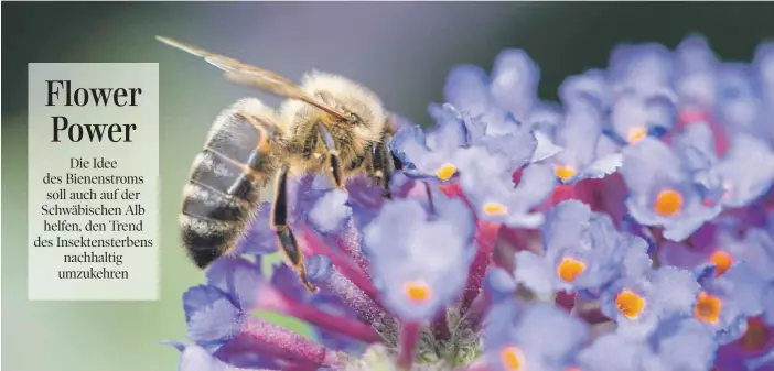  ?? FOTO: SHUTTERSTO­CK ?? Klein, aber von kolossaler Bedeutung für eine Nahrungske­tte, an deren Ende auch der Mensch die Folgen zu spüren bekommt, wenn sie nicht mehr summt: die Biene. ANZEIGE