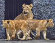  ?? — PTI ?? A lioness with her cubs at an enclosure of Alipore Zoological Garden in Kolkata on Monday.