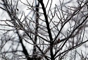  ?? [PHOTO BY
JOSH WALLACE,
THE OKLAHOMAN] ?? A light coating of ice covered
trees around Oklahoma City on Saturday. Ice accumulati­ons
were low and no major issues involving power lines or power outages were
reported.